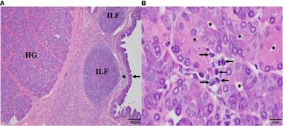 The immunoglobulin A isotype of the Arabian camel (Camelus dromedarius) preserves the dualistic structure of unconventional single-domain and canonical heavy chains